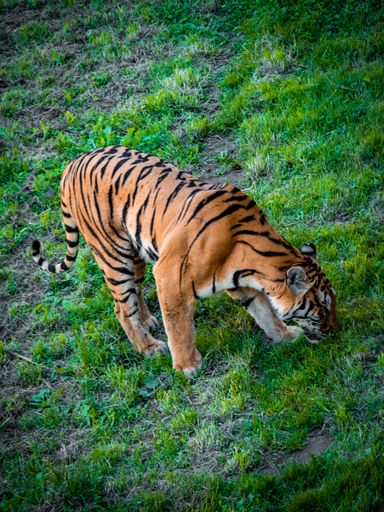 A vertical high angle shot of a beautiful Siberian tiger feeding on grass in a field