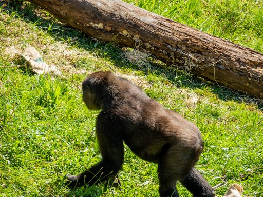 A high angle shot of a black gorilla running in a bright green field at a zoo