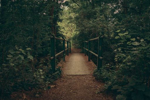 small bridge leading into the forest