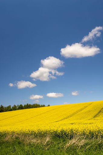 A vertical shot of canola field landscape under blue cloudy sky