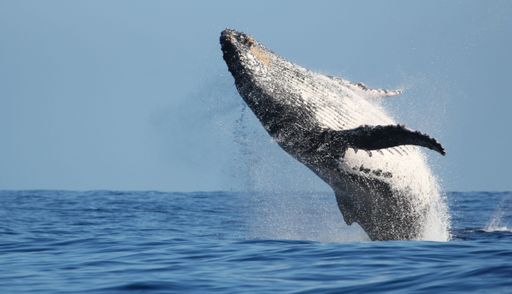 A humpback whale jumping out from the water, Reunion island, Indian Ocean