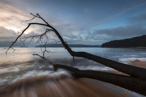 The gentle tides washing over a fallen tree washed ashore at the Patonga Beach on the Central Coast in Australia