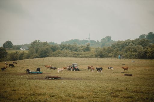 A herd of cattle grazing in the field by a tractor