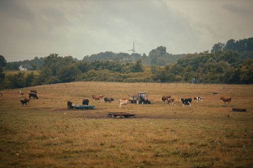A herd of cattle grazing in the field by a tractor