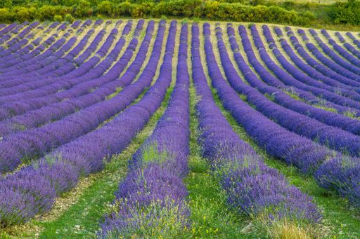 A beautiful shot of a field  full of purple plants in the countryside