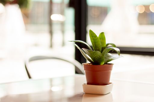 A closeup shot of a green plant in a small brown pot on the table with a blurry background