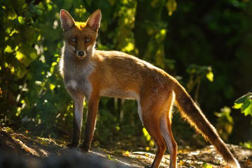 A selective focus shot of a brown fox in the forest
