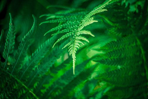 A selective focus shot of ostrich fern leaves