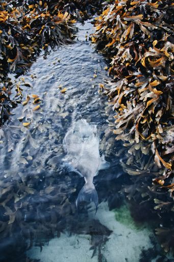 A vertical high angle shot of a fish swimming under surface of blue water surrounded by seaweed