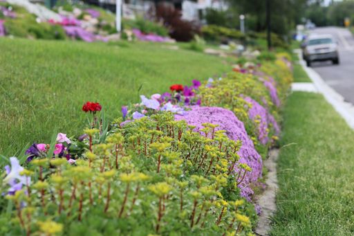 A closeup of colorful flowers growing in green shrubs along a street in Edmonton, Alberta, Canada