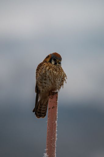 A vertical shot of house sparrow on the wood on a cloudy day