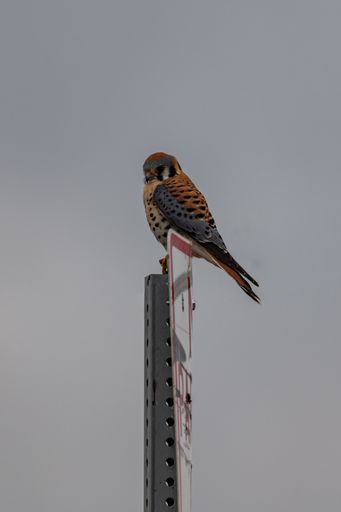 A beautiful shot of a kestrel standing on a road sign