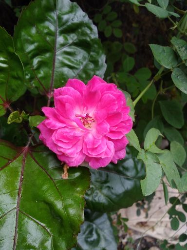 A beautiful shot of a pink China rose