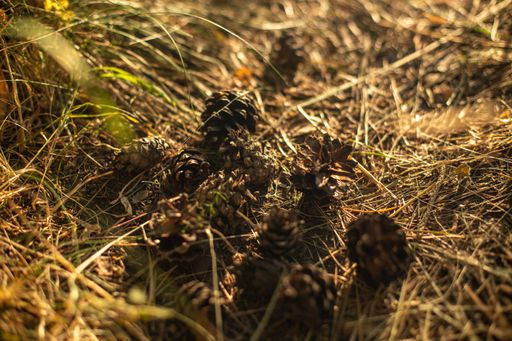 The spruce tree cones on the ground covered in grass