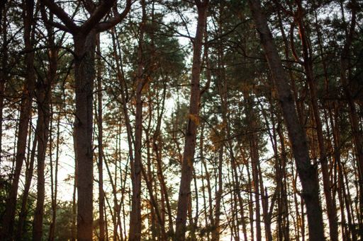 The tall beautiful trees in the forest - great for wallpapers