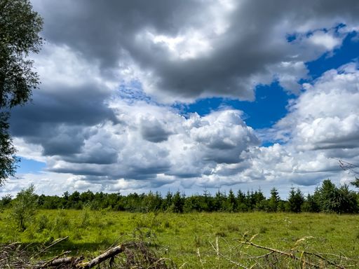 A view of a green meadow under a cloudy, grey sky with a forest in the background