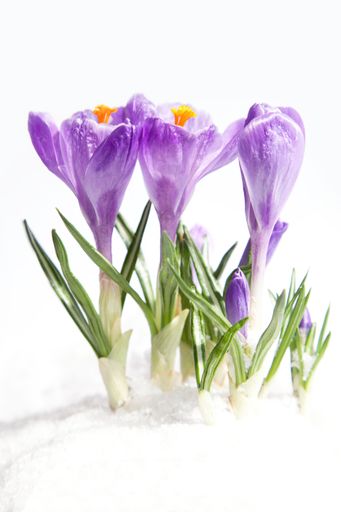 A vertical closeup shot of purple crocus flowers blooming in the snow