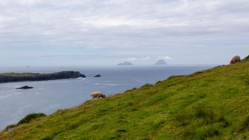 A sheep grazing on a hillside along the Valencia island in Ireland with the Skelligs in the back