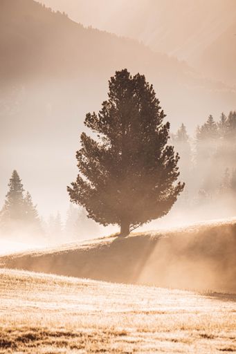 A vertical shot of a tree during a foggy sunrise in Seiser Alm, South Tyrol