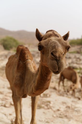 A vertical shot of a cute camel in the desert of Salalah, Oman
