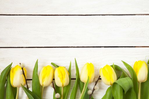 A high angle shot of yellow tulips flowers on a white wooden surface - empty space for text