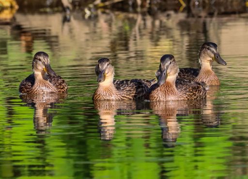 A closeup shot of a group of brown mallard ducks on River Cynon