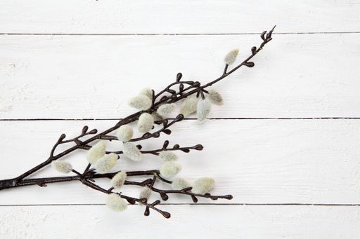 A closeup shot of kitten willow flowers on a white wooden surface with a copy space