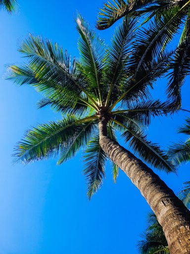 A vertical low angle shot of a palm tree under the clear cloudless sky