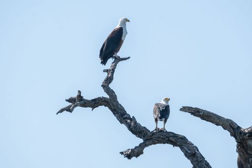 The low-angle view of two African fish eagles perching on the branches of a tree before the blue sky