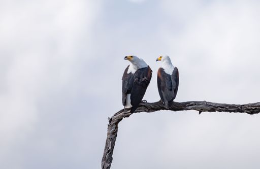The low-angle view of two African fish eagles perching on the branch of a tree before the cloudy sky