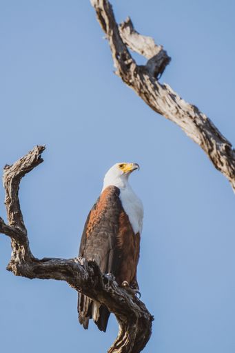 The vertical low-angle view of an African fish eagle perching on a branch of a tree before the blue sky