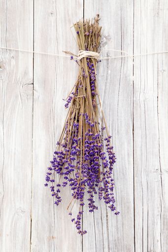 A vertical shot of dried lavenders hanging upside down in front of a white wooden background