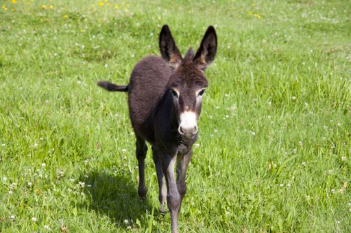A close up shot of a little donkey standing on grass