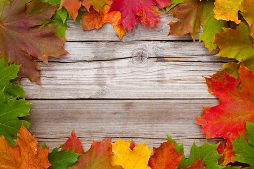 A closeup shot of colorful maple leaves on a wooden surface with a copy space