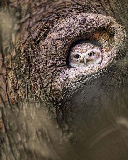 A spotted owlet (Athene brama) in its nest