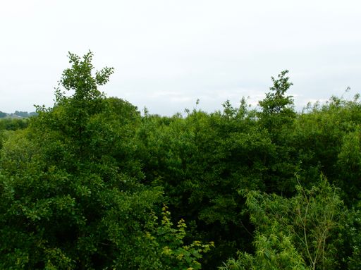 A low angle shot of a lush green trees under a light sky