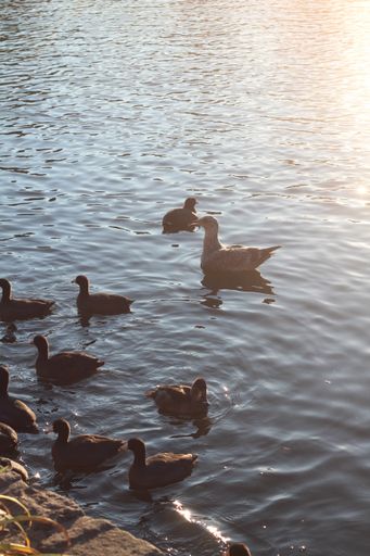 A vertical shot of some ducks swimming in a lake