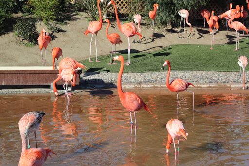 The beautiful Flamingos in the lake in San Diego zoo