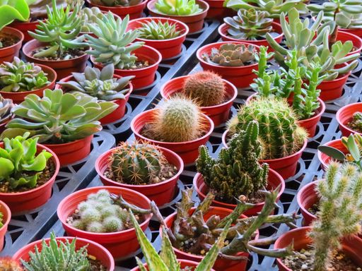 A closeup shot of various succulent and cactus plants in small pots arranged next to each other