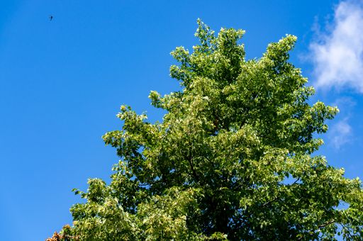 A high angle shot of a tree under on a sunny day