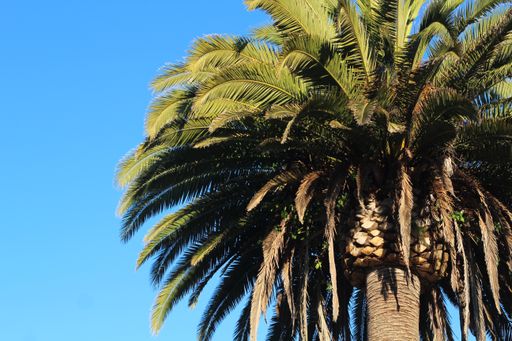 A beautiful palm tree in San Francisco