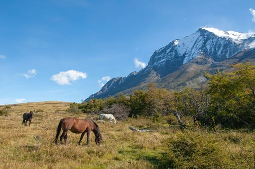 A beautiful view of horses grazing in a field with mountains under  the clear sky