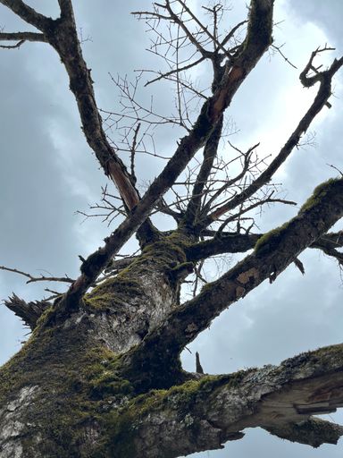 A low angle shot od an old leafless tree with moss branches under blue sky