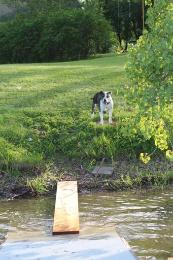 A vertical shot of a dog standing by a river