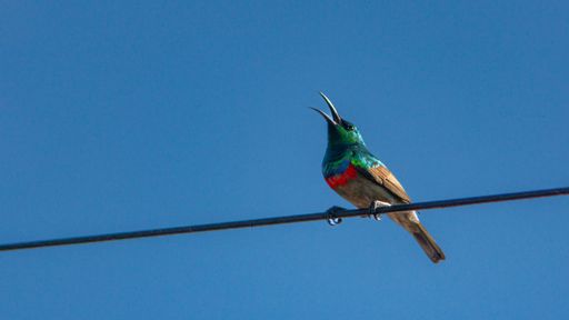A low-angle shot of an Olive-bellied sunbird on a wire