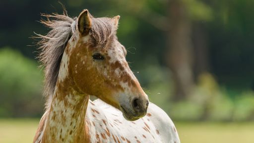 A beautiful shot of a horse in a green field during the day