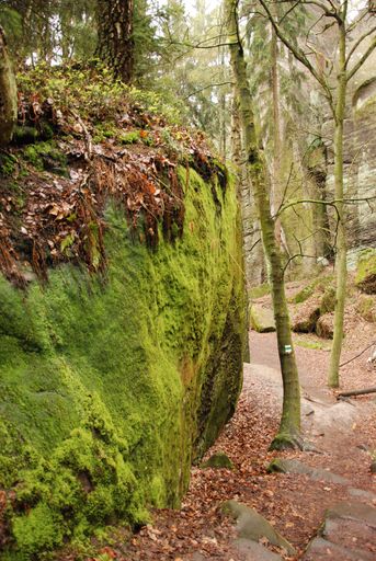A vertical shot of large mossy green rocks in Bohemian Paradise in the Czech Republic