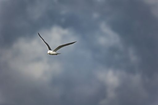 A low angle shot of a seagull flying in a cloudy dark sky