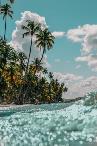 A vertical shot of palm trees on sandy beach