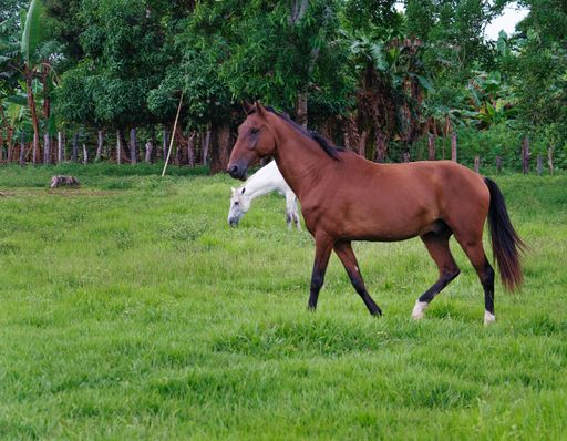 A view of beautiful brown and white horses in a field with fresh grass